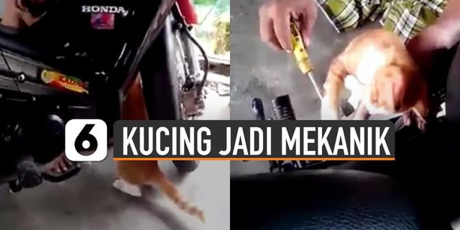VIDEO: Viral Kucing Jadi Mekanik Motor
