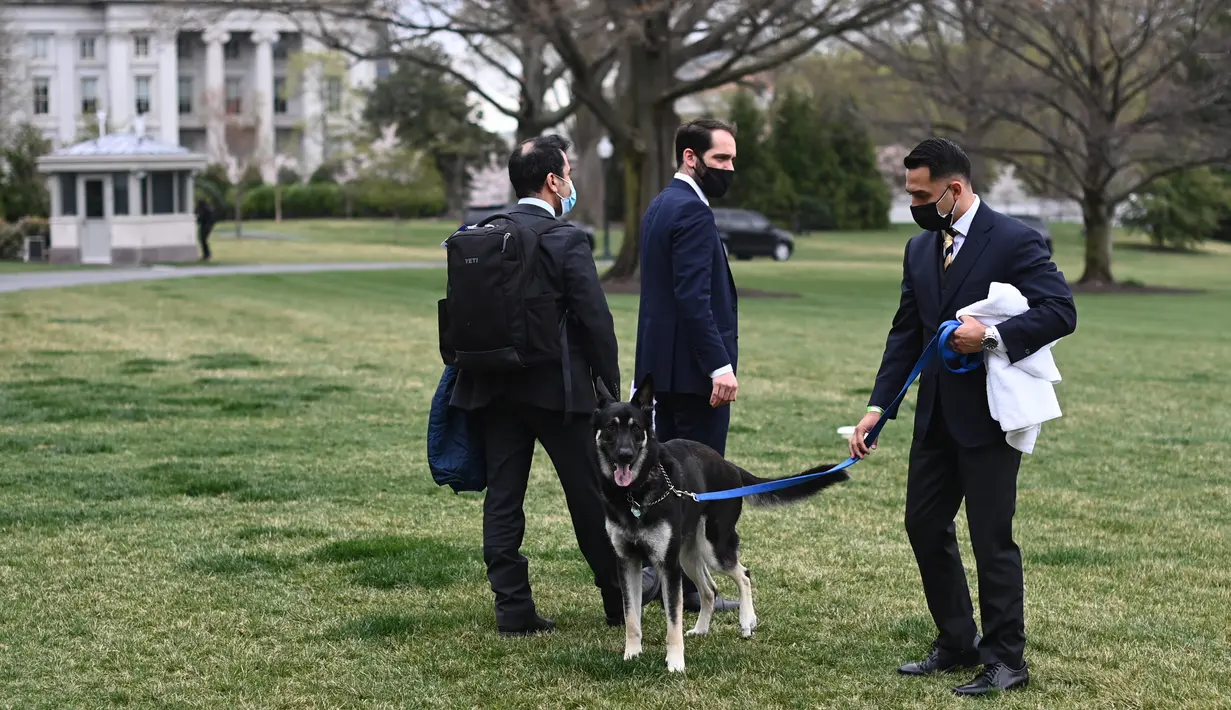 Penjaga berjalan dengan Major, salah satu anjing milik Presiden Joe Biden, di South Lawn Gedung Putih, Rabu (31/3/2021). Major kembali menggigit seseorang di Gedung Putih, hanya beberapa hari setelah kembali dari pelatihan di Delaware menyusul insiden serupa awal bulan ini. (Mandel Ngan/Pool via AP)