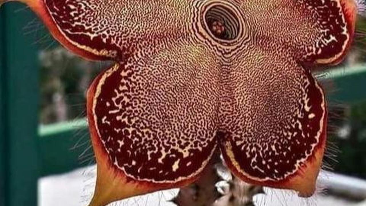 Stapelia gigantea