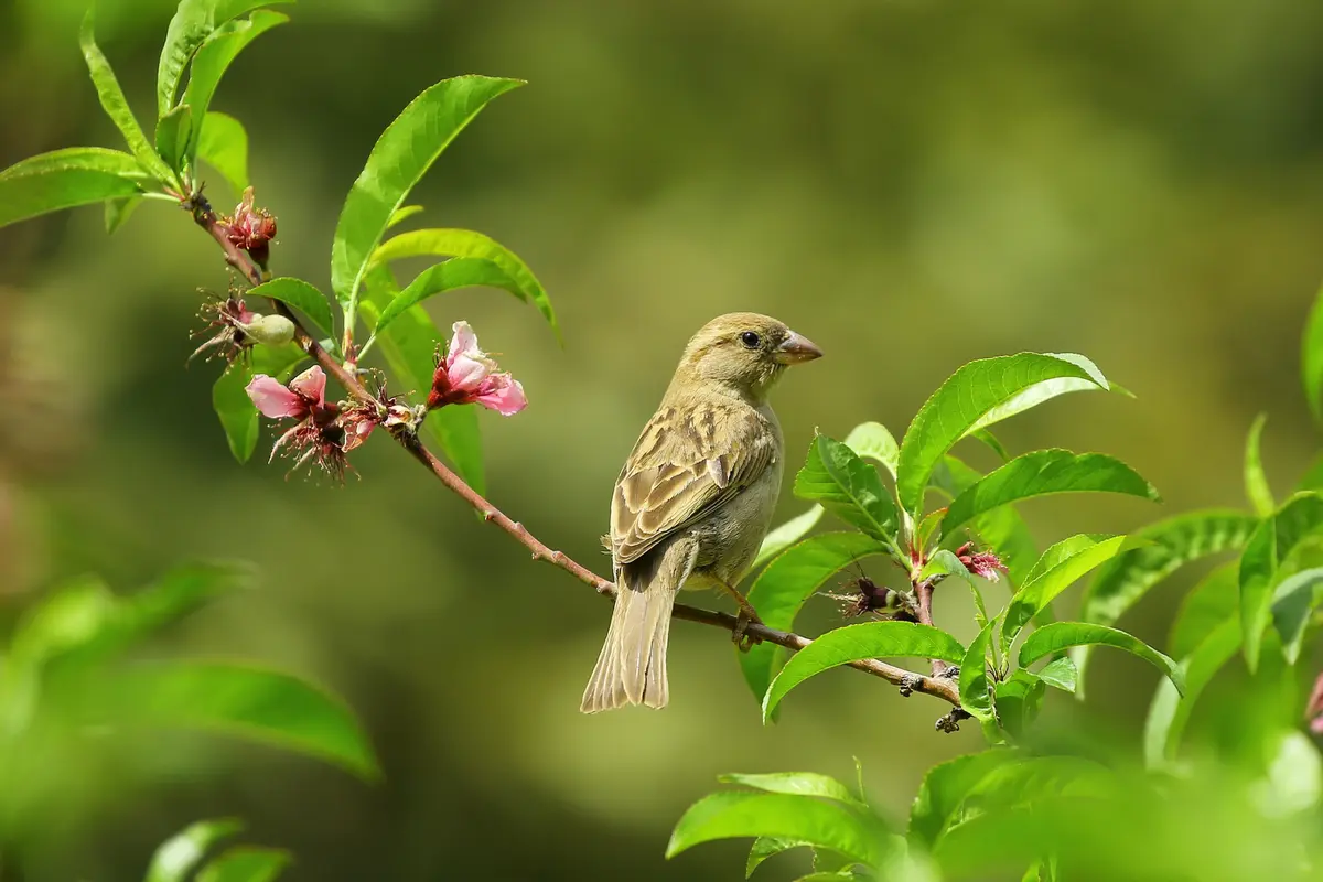 Mimpi Burung Perkutut