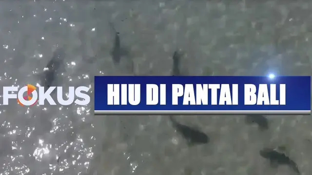 Kemunculan ikan hiu justru disyukuri oleh sejumlah wisatawan, karena ini adalah fenomena yang langka.