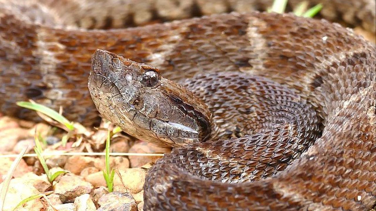 10. Fer-de-lance<br>