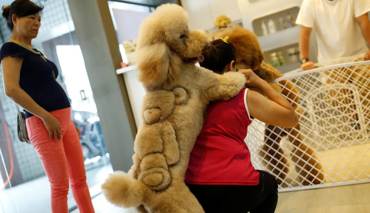 Seekor anjing mempunyai bulu berbentuk Singa di salon hewan, Tainan , Taiwan, (19/6). Dibukanya salon potong hewan unik ini karena antusias pemilik hewan yang ingin memotong peliharaannya sesuai keinginannya. (REUTERS / Tyrone Siu)