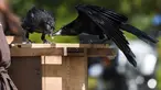 Burung  gagak berebut puntung rokok di taman Puy du Fou, yang berlokasi di Les Epesses, Prancis barat, Selasa (14/8). Sebanyak enam gagak dilatih untuk memungut sampah di taman hiburan paling populer kedua di Prancis tersebut. (AFP/SEBASTIEN SALOM GOMIS)