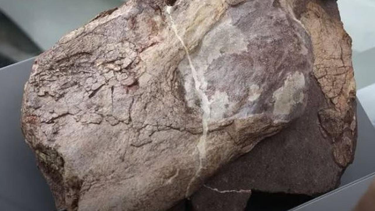 Ilmuwan Temukan 30 Batu Berisi Fosil Dinosaurus, Berasal dari Zaman Kapur 145 Juta Tahun Lalu