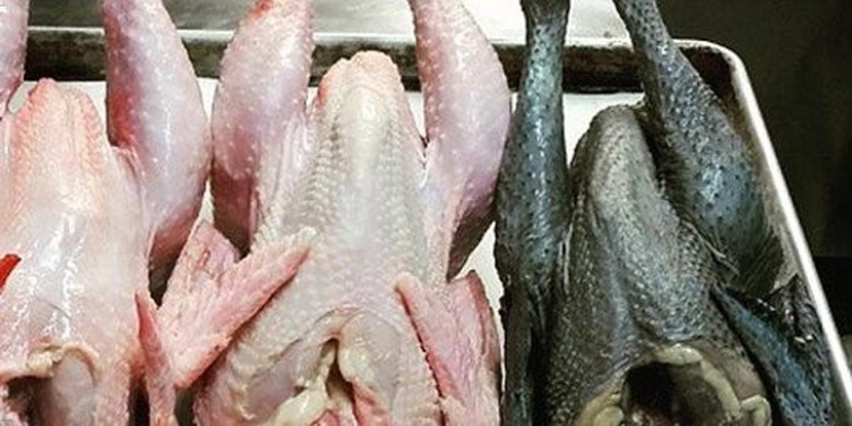 Ayam cemani tak simpan pertanda buruk