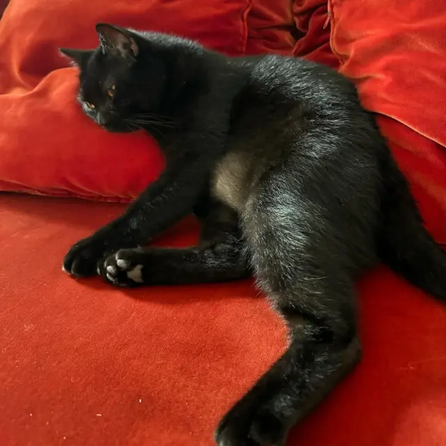Foto-foto Kucing Nirina Zubir/Instagram @nirinazubir_