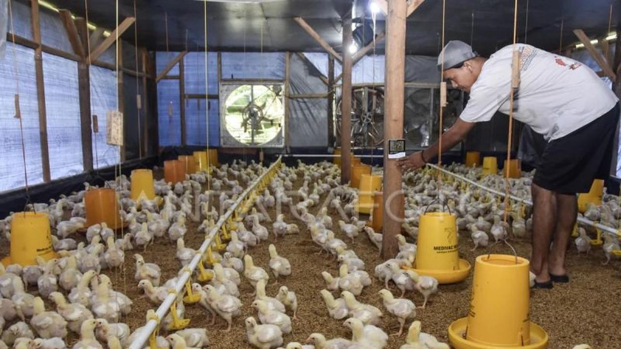 Pengamat Sarankan Investasi Rp20 Triliun Danantara untuk Revitalisasi Peternakan Ayam, Bukan Bangun Baru