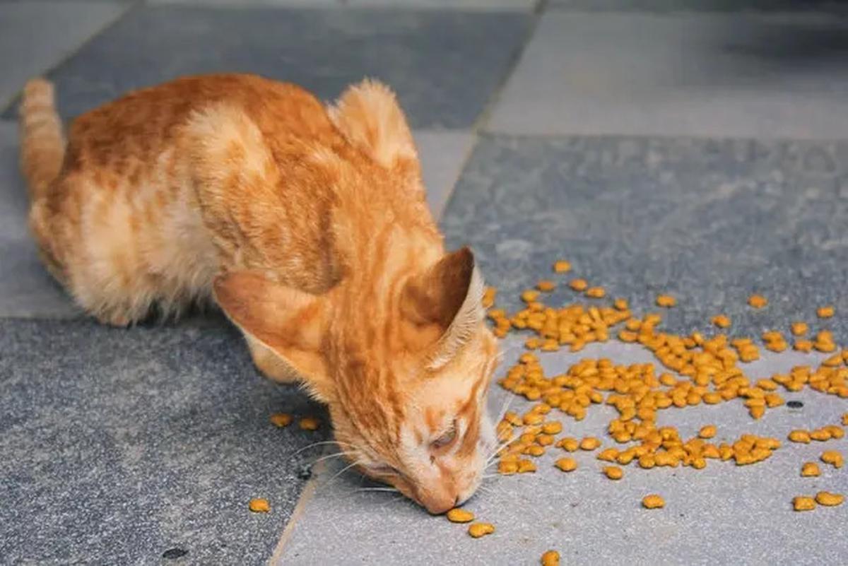 7 Penyebab Kucing Selalu Lapar Dilihat dari Perilakunya, Waspadai Masalah Kesehatan