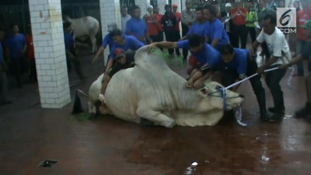 Panitia pemotongan hewan kurban Masjid Istiqlal mulai melakukan penyembelihan hewan kurban di rumah potong hewan Masjid Istiqlal Jakarta Pusat, pada Rabu malam.