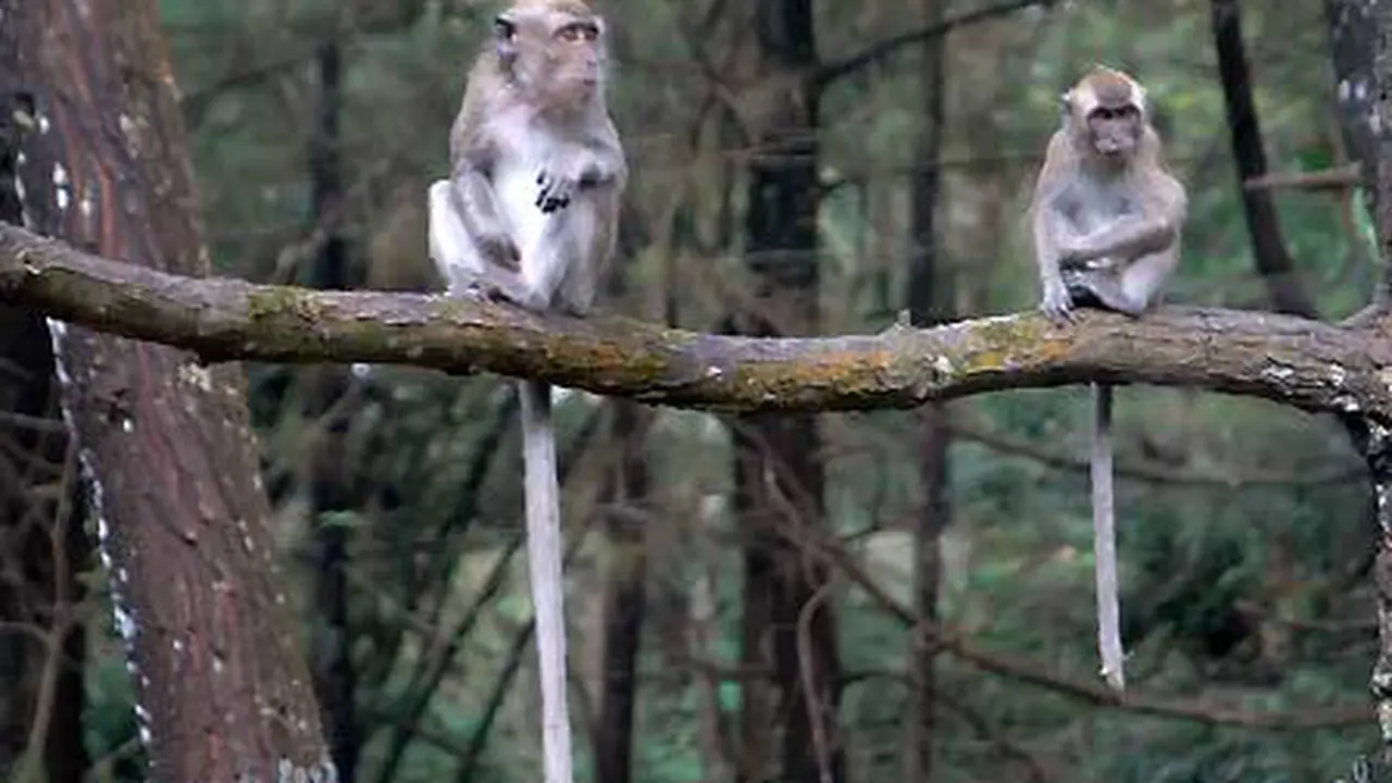 taman safari