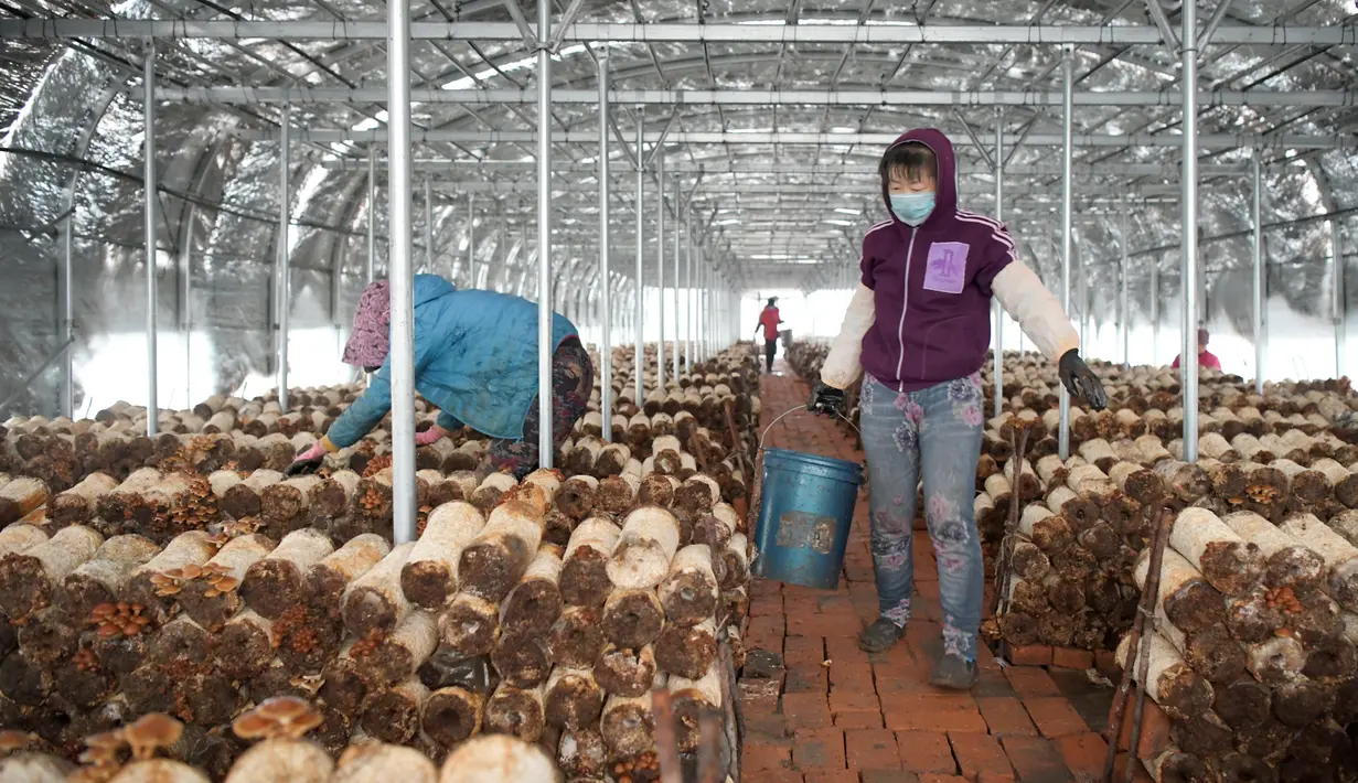 Penduduk desa memetik jamur pangan di pusat penanaman Desa Shiren, Mingshui, Heilongjiang, China, 11 Oktober 2020. Dalam beberapa tahun terakhir, Mingshui mendirikan beberapa pusat penanaman jamur pangan sehingga membantu rumah tangga miskin wilayah itu keluar dari kemiskinan. (Xinhua/Wang Jianwei)