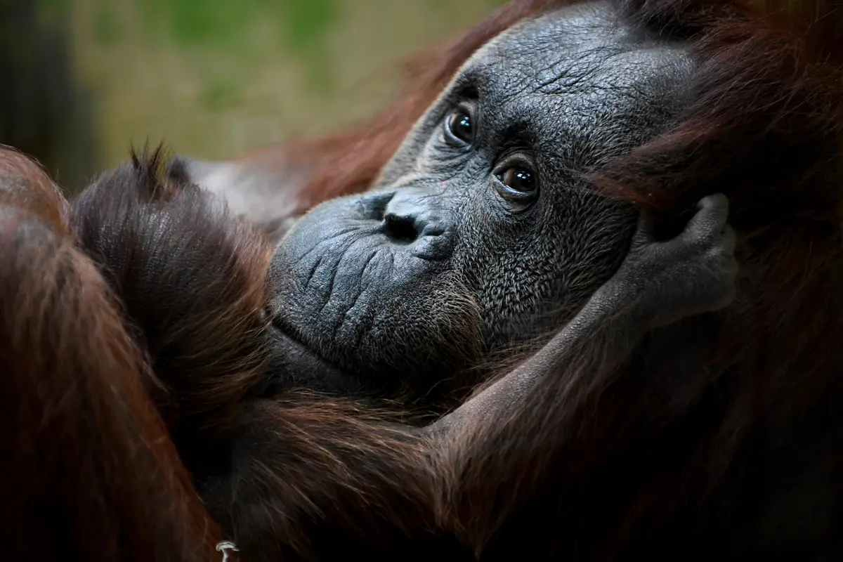 Bayi Orangutan Kalimantan
