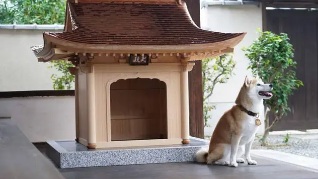 5 Potret Rumah Anjing Berdesain Miniatur Kuil Ini Harganya Ditaksir Capai Rp200 Juta