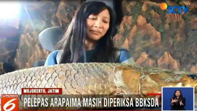 Sejak 1 Juli kemarin, belum ada juga masyarakat yang menyerahkan ikan jenis pemangsa ini di posko yang didirikan di tepi Sungai Brantas.