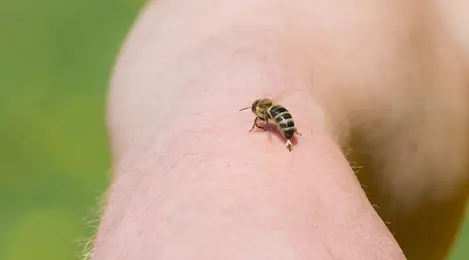 9 Arti Mimpi Disengat Lebah Yang Menjadi Pertanda Baik Untuk Kamu -  Lifestyle Fimela.com