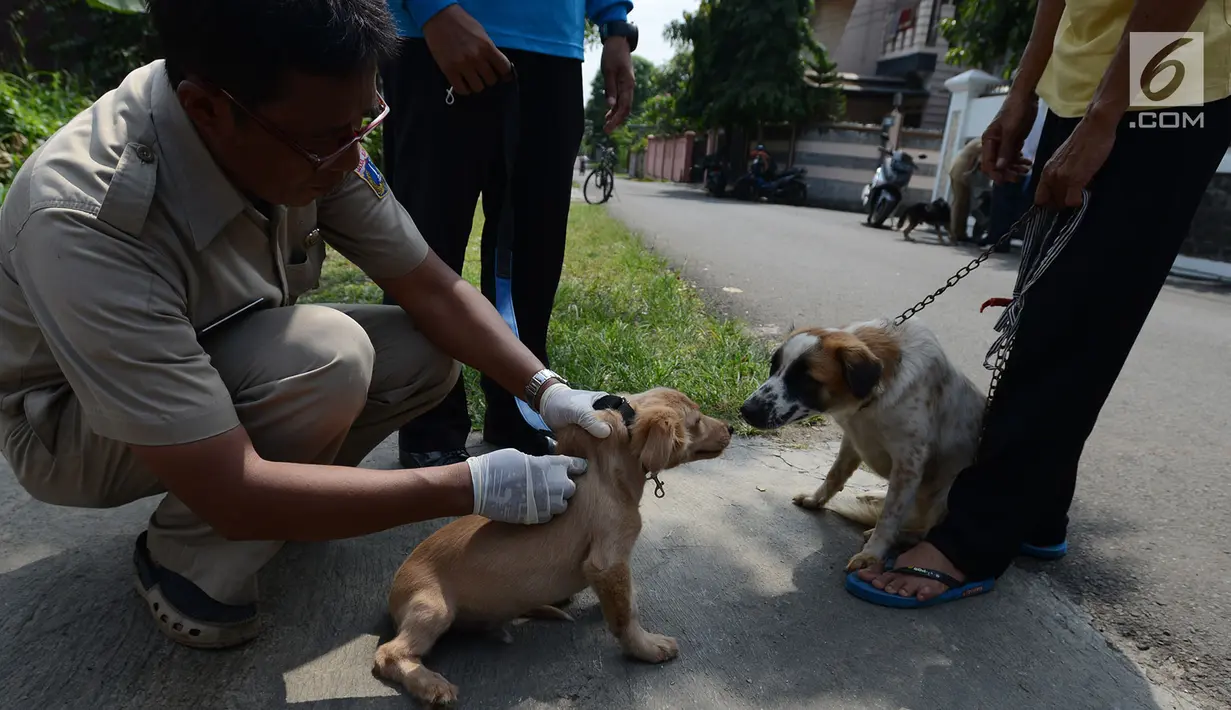 Petugas menyuntikkan vaksin anti rabies pada anjing milik warga di Kelapa Dua Wetan, Ciracas, Selasa (8/1). Kegiatan ini memberikan edukasi tentang pentingnya peran serta masyarakat dalam mempertahankan Jakarta Timur bebas rabies (Merdeka.com/Imam Buhori)