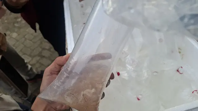 Upaya penyelundupan 31.255 ekor benih bening lobster (BBL) di wilayah Lampung berhasil digagalkan.