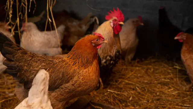 Ternak Ayam