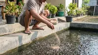 7 Jenis Pakan Ikan Lele yang Awet Selama Ditinggal Mudik, Solusi Peternak Saat Libur Panjang