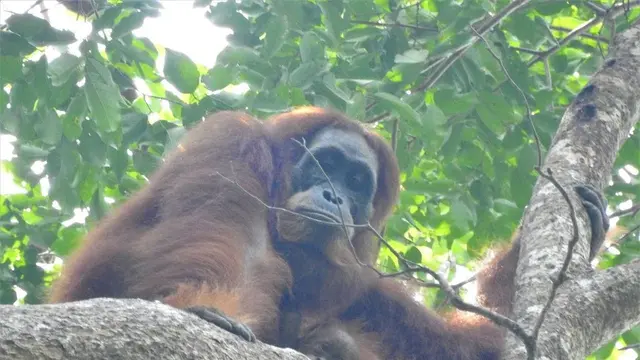 Orang Utan Sumatra
