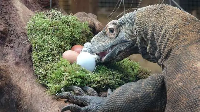 Seekor komodo melahap telur bebek, telur burung puyuh dan telur ayam. (London Zoo)
