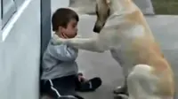 Seekor anjing jenis Labrador terekam dalam video ketika sedang bersama anak penderita Down Syndrome.