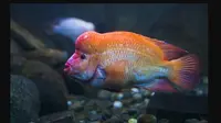 Mengenal Ikan Red Devil yang Dikabarkan Muncul di Danau Toba