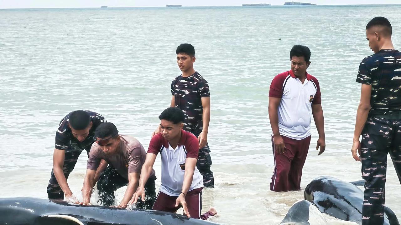 FOTO: Puluhan Paus Pilot Terdampar di Pantai Mbadokai NTT