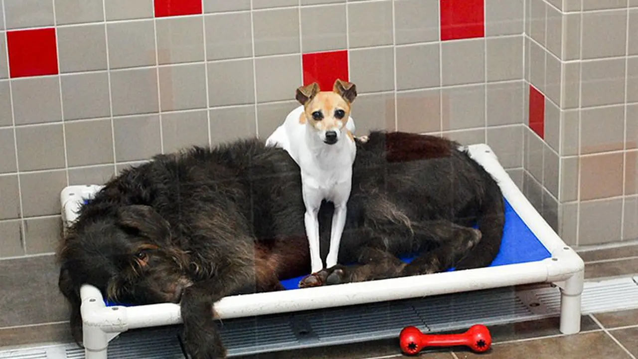 [Bintang] Anjing 