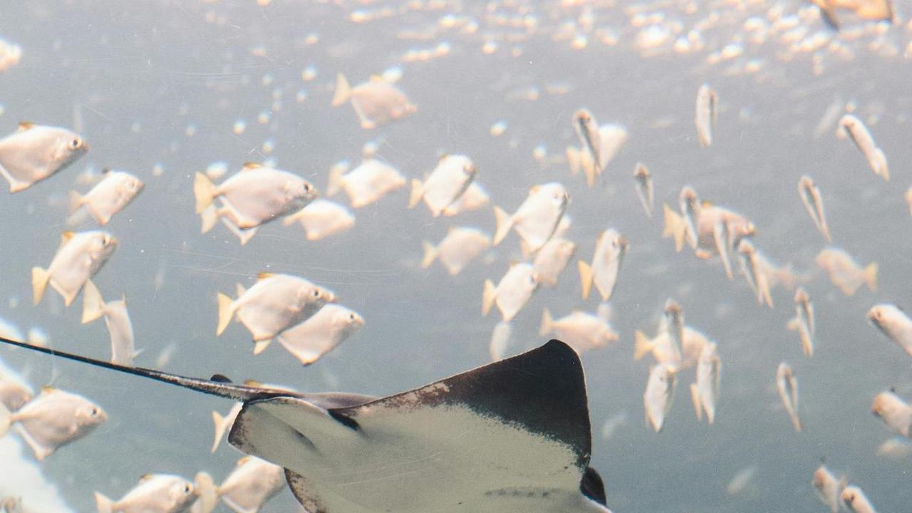 <b>Ikan Pari Terbang</b>