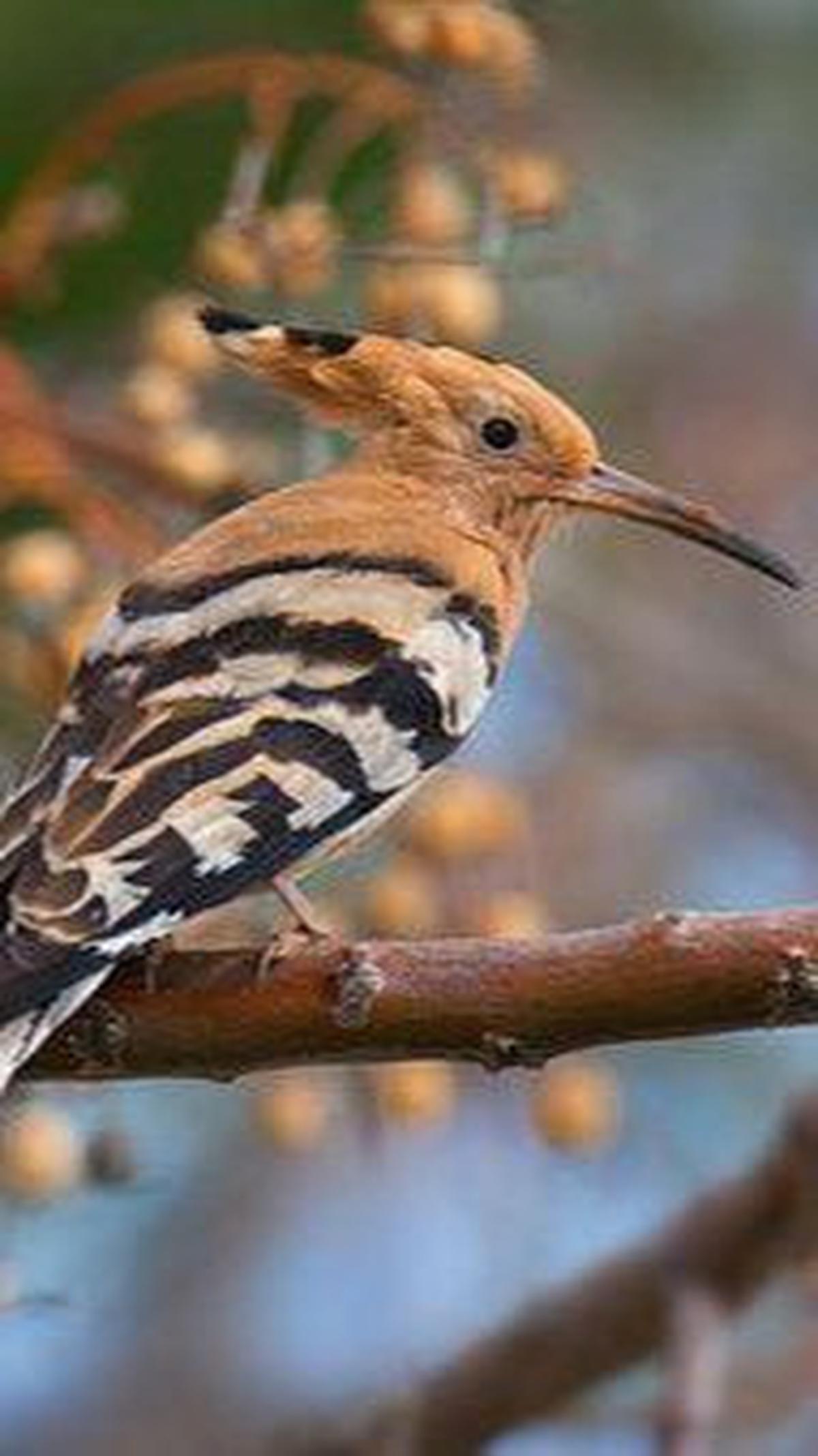 6. Burung Hud-hud atau Burung Meragai<br>