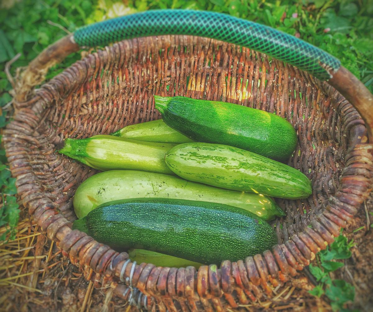 Ilustrasi Zucchini