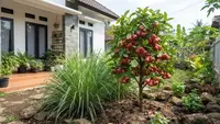 7 Jenis Tanaman Aromatik yang Efektif Mengusir Lalat Buah di Pekarangan Rumah, Buah Jadi Bebas Busuk