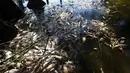Sejumlah ikan mati tergeletak di tepi Greenfield Lake, North Carolina, 23 September 2018. Ikan mulai menyusul Badai Florence tetapi tidak ada penjelasan resmi yang diberikan oleh Departemen Kualitas Lingkungan (Matt Born / The Star-News via AP)