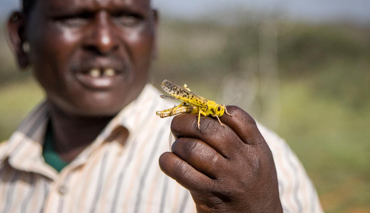 Seorang pria memegang belalang gurun di dekat Desa Sissia, Samburu, Kenya, Kamis (16/1/2020). Pihak berwenang kini berlomba menghancurkan hama tersebut sebelum menyerang tanaman dan membahayakan kelangkaan pangan. (AP Photo/Patrick Ngugi)