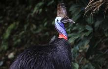 FOTO: Cantiknya Kasuari, Burung Purba Endemik Papua dan Australia yang Terancam Punah