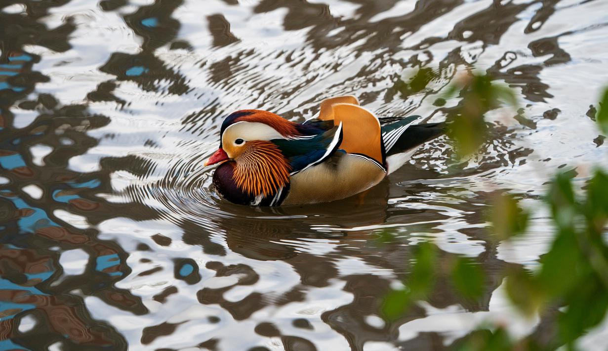 Bebek mandarin muncul di sebuah kolam di Central Park, New York, Selasa (27/11). Penampilannya yang cantik dan kemunculannya yang secara tiba-tiba menjadikan bebek tersebut populer beberapa pekan lalu. (Don EMMERT / AFP)