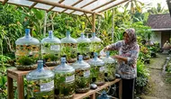 7 Cara Budidaya Ikan Molly di Galon Bekas agar Cepat Berkembang Biak, Cocok untuk Pemula