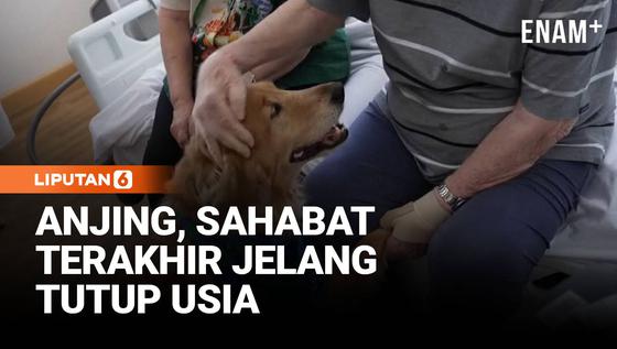 Anjing Terapi, Menghadirkan Senyum di Hari-hari Terakhir Pasien