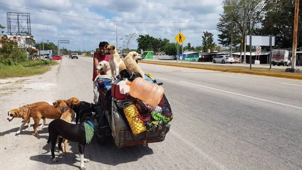 Bermodalkan Sepeda Roda Tiga, Pria Ini Dedikasikan Hidupnya Bagi Anjing Liar