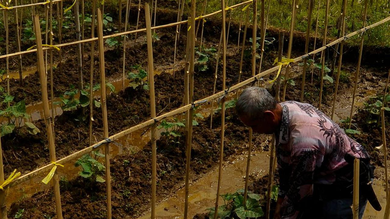 Petani saat beraktivitas mengolah lahan pertaniannya yang sudah dialiri air sungai yang disedot mesin pompa air bertenaga surya.