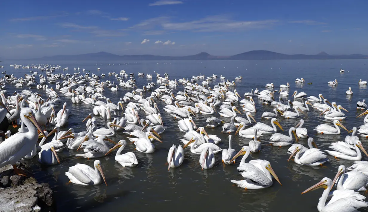 Kawanan pelicanos borregones atau pelikan putih berenang di Danau Chapala, Petatan, Meksiko, 5 Februari 2022. Kawanan pelikan putih terbang dari Kanada dan Amerika Serikat ke iklim yang lebih hangat di Pulau Petatan. (AP Photo/Armando Solis)