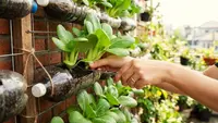 Cara Menanam Pakcoy di Botol Plastik agar Cepat Besar dan Tidak Mudah Busuk