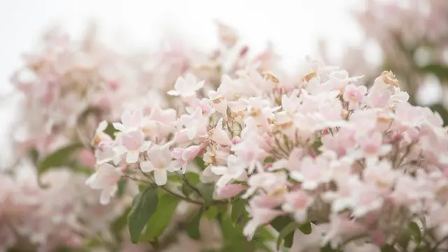 Bunga Linnaea amailis/Photo by Diana Parkhouse on Unsplash