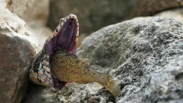 Ular Tersedak Ikan Berduri