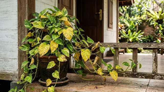 Daun Sirih Gading Menguning