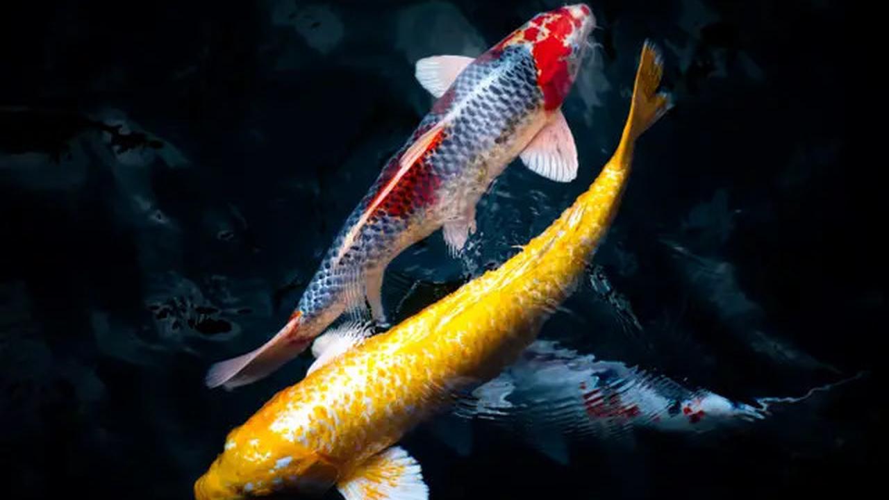 8 Ikan Ini Dipercaya Bawa Keberuntungan dan Rezeki, Cocok Dipelihara di Rumah