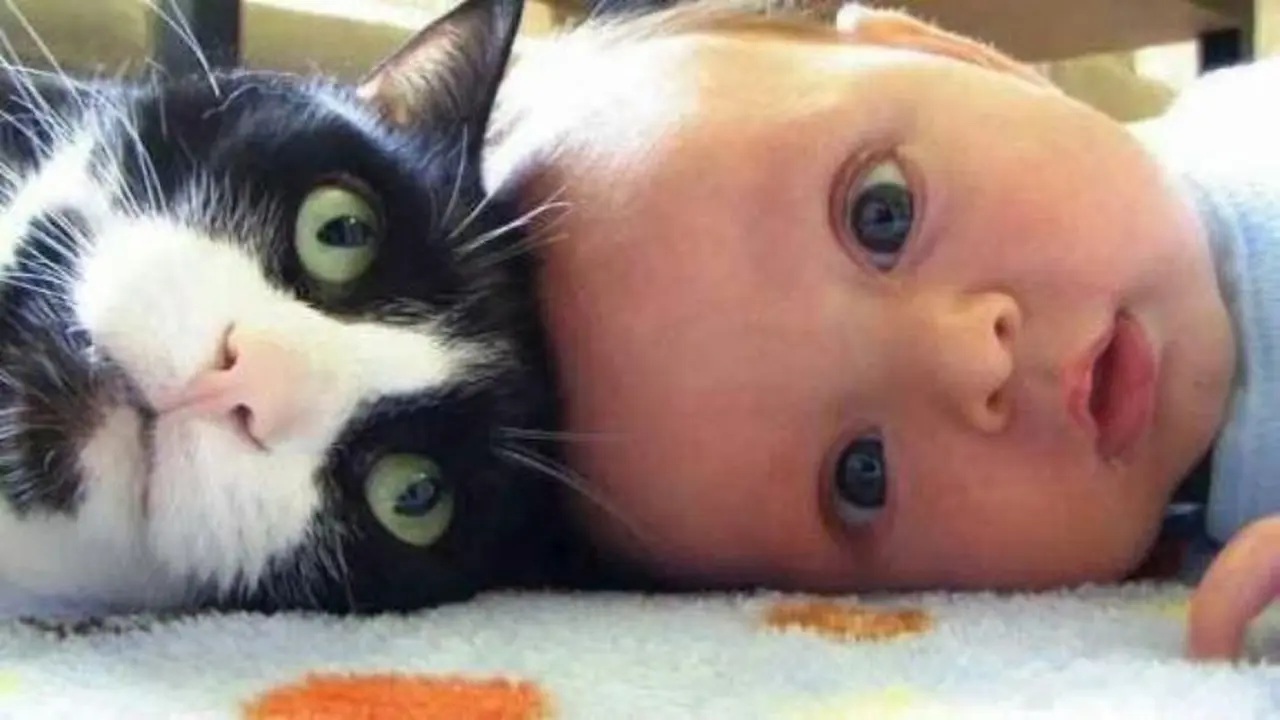 Gemas! Reaksi Bayi yang Bertemu Kucing Peliharaan Pertama Kali