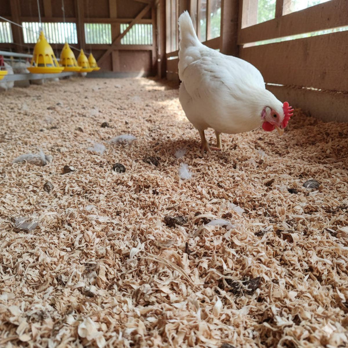 Alas kandang ayam